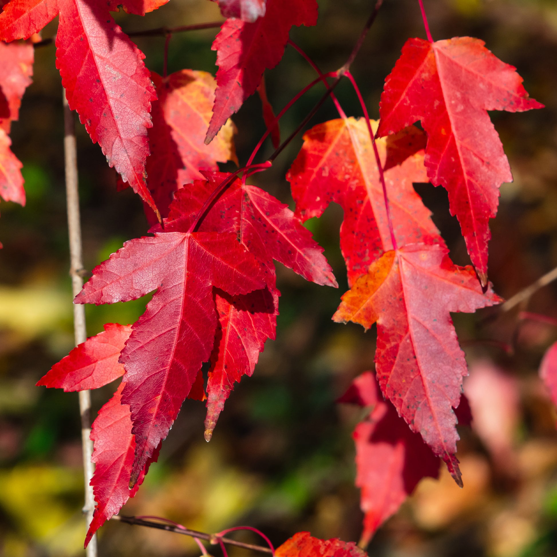 Vente Erable du fleuve Amour - Acer ginnala
