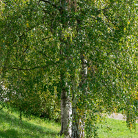 Bouleau commun - Bouleau - Bakker