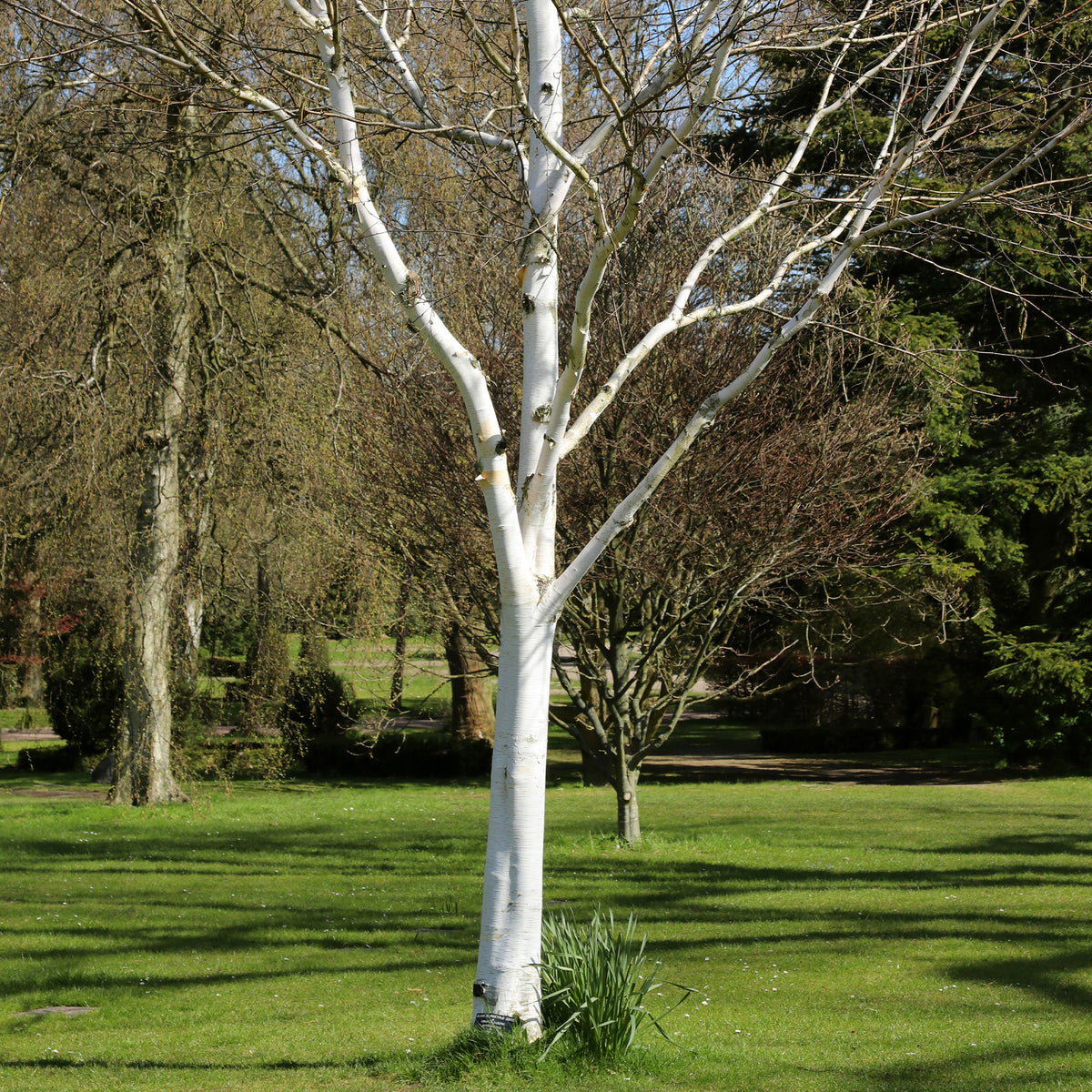 Bouleau de l'Himalaya - Betula utilis - Bakker