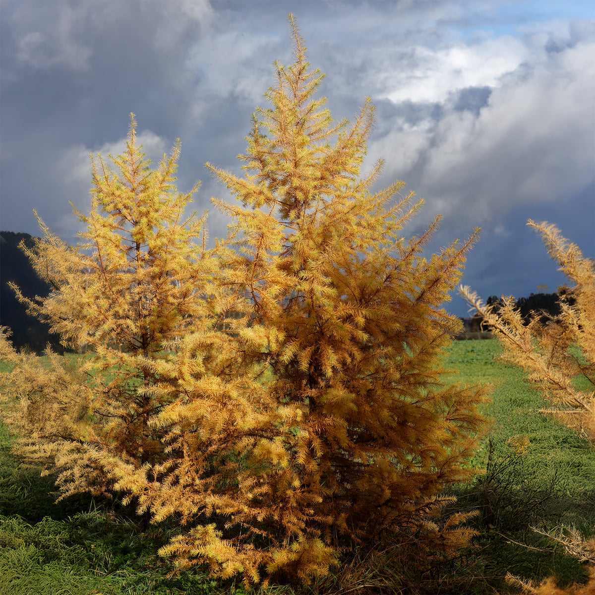 Mélèze du Japon - Larix kaempferi - Bakker
