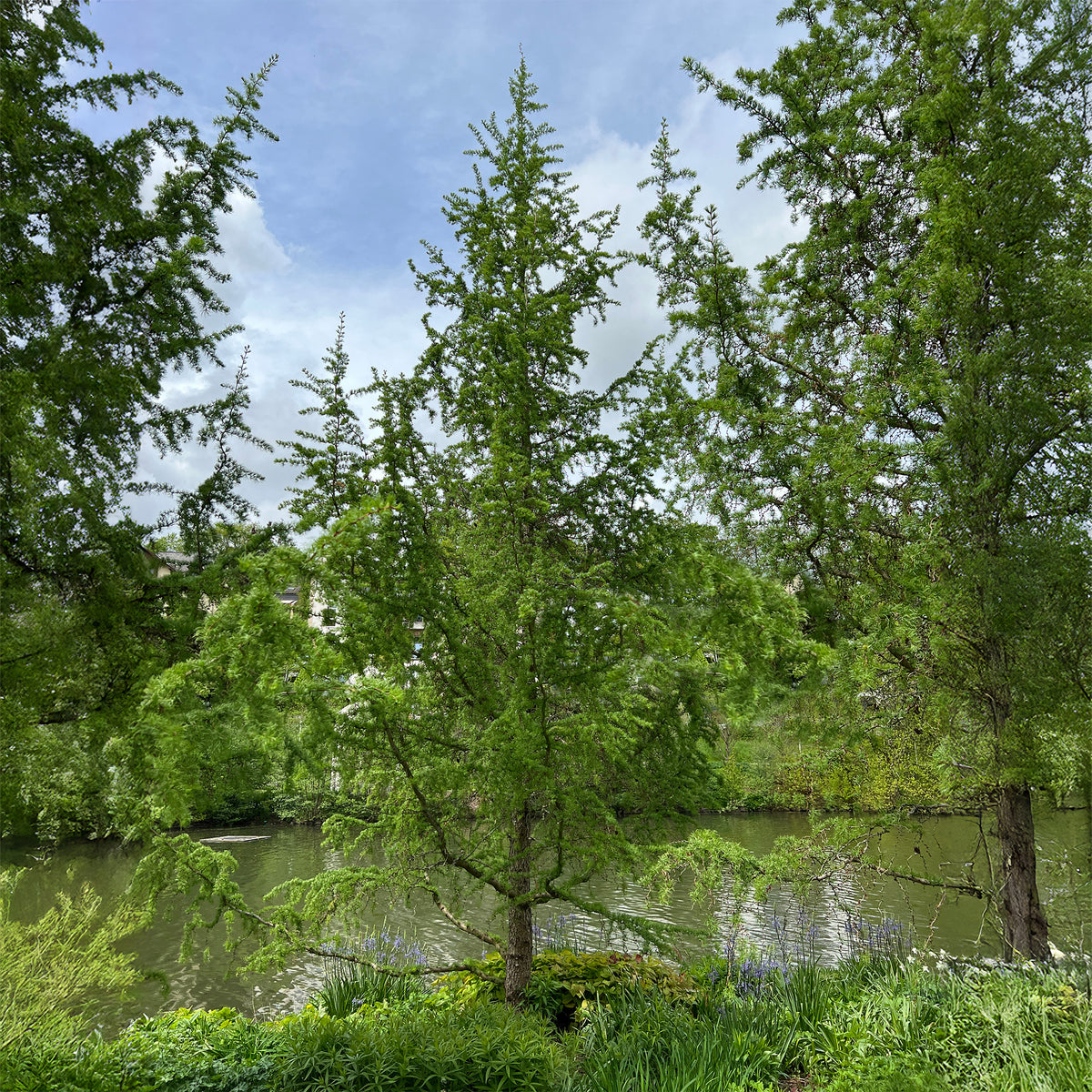 Larix kaempferi - Mélèze du Japon - Mélèze