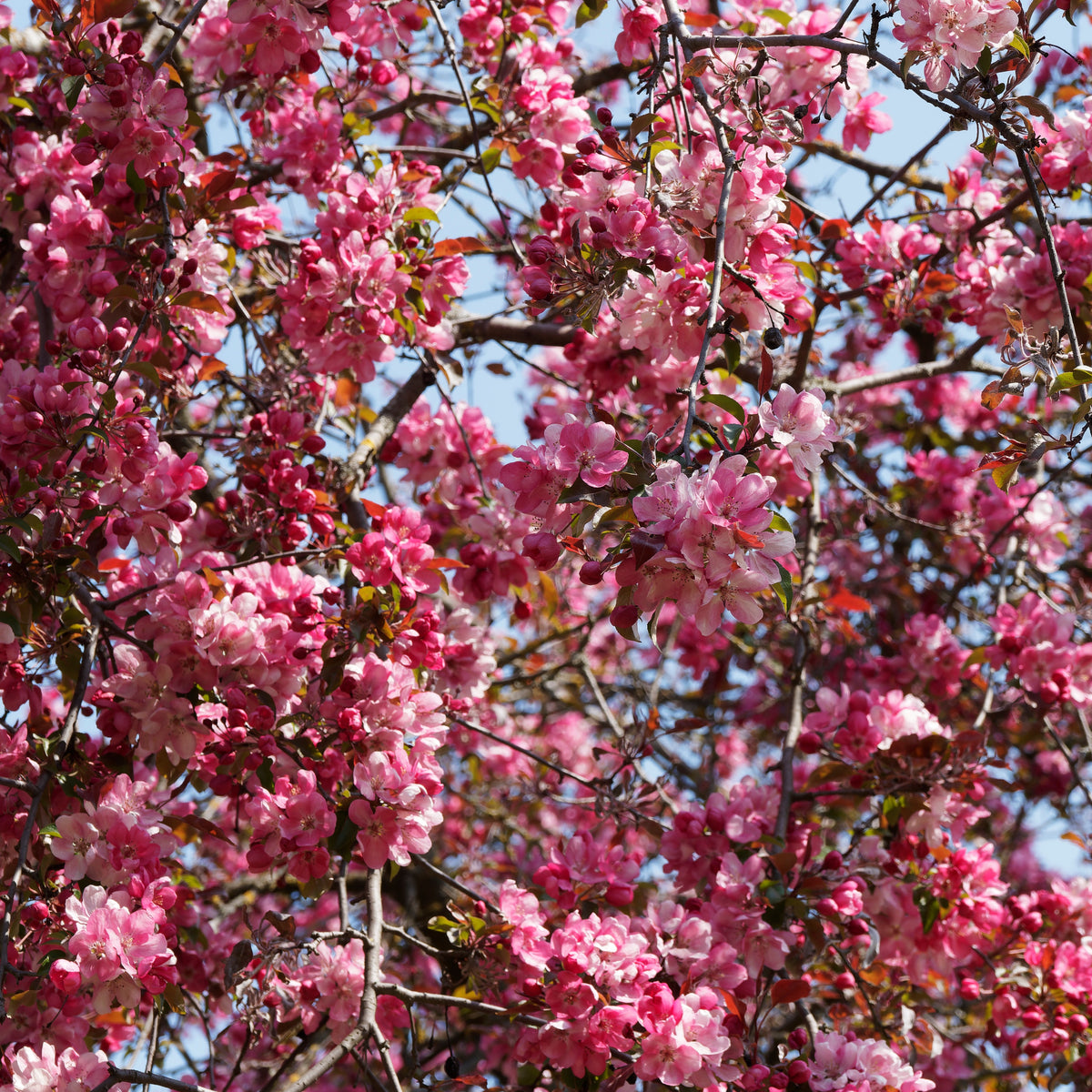 Pommier d'ornement Liset - Malus 'liset' - Bakker