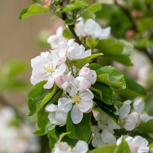 Pommier sauvage - Malus sylvestris - Plantes d'extérieur