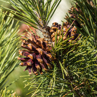 Pin - Pin sylvestre - Pinus sylvestris