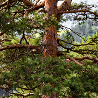 Pinus sylvestris - Pin sylvestre - Pin