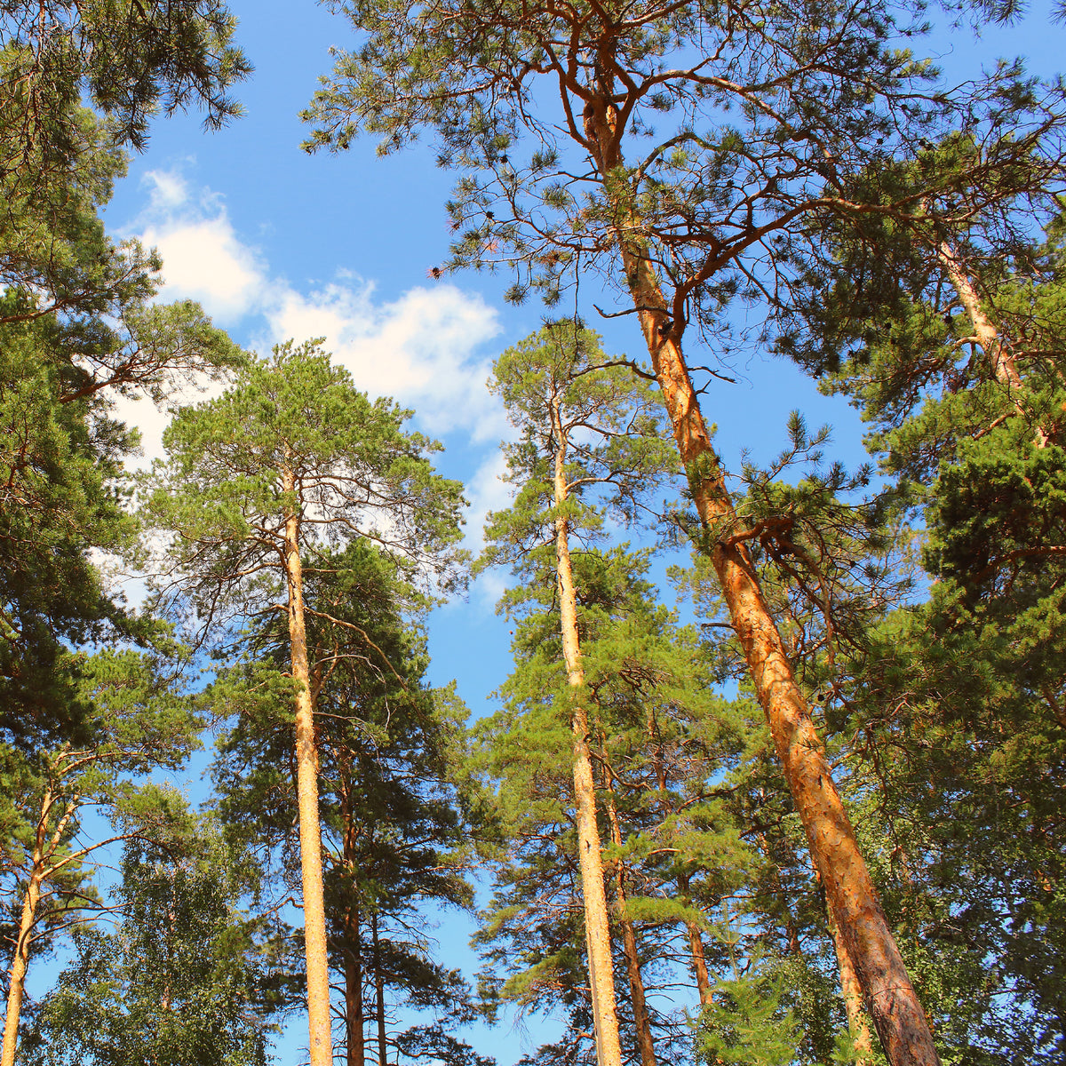 Pin sylvestre - Pinus sylvestris - Bakker