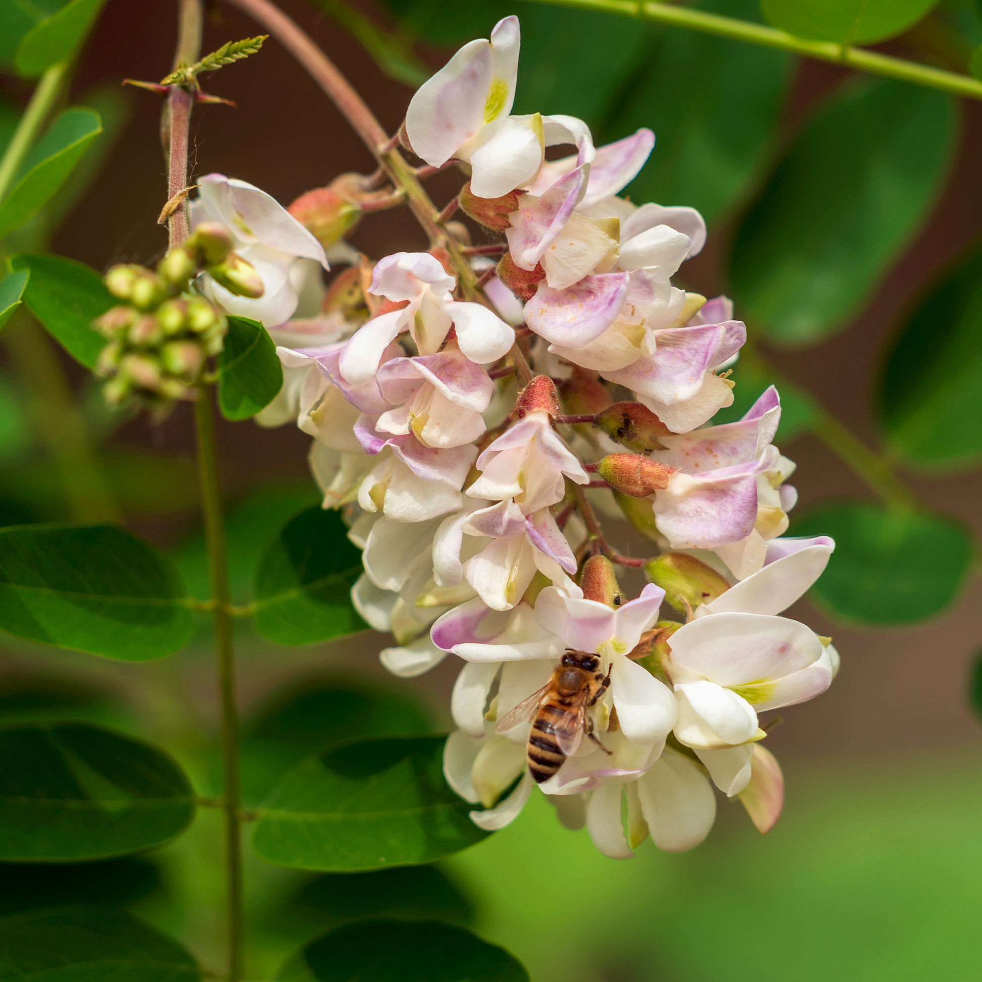 Robinia pseudoacacia - Robinier-faux-acacia - Arbres fleuris