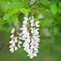 Robinier-faux-acacia - Robinia pseudoacacia - Bakker