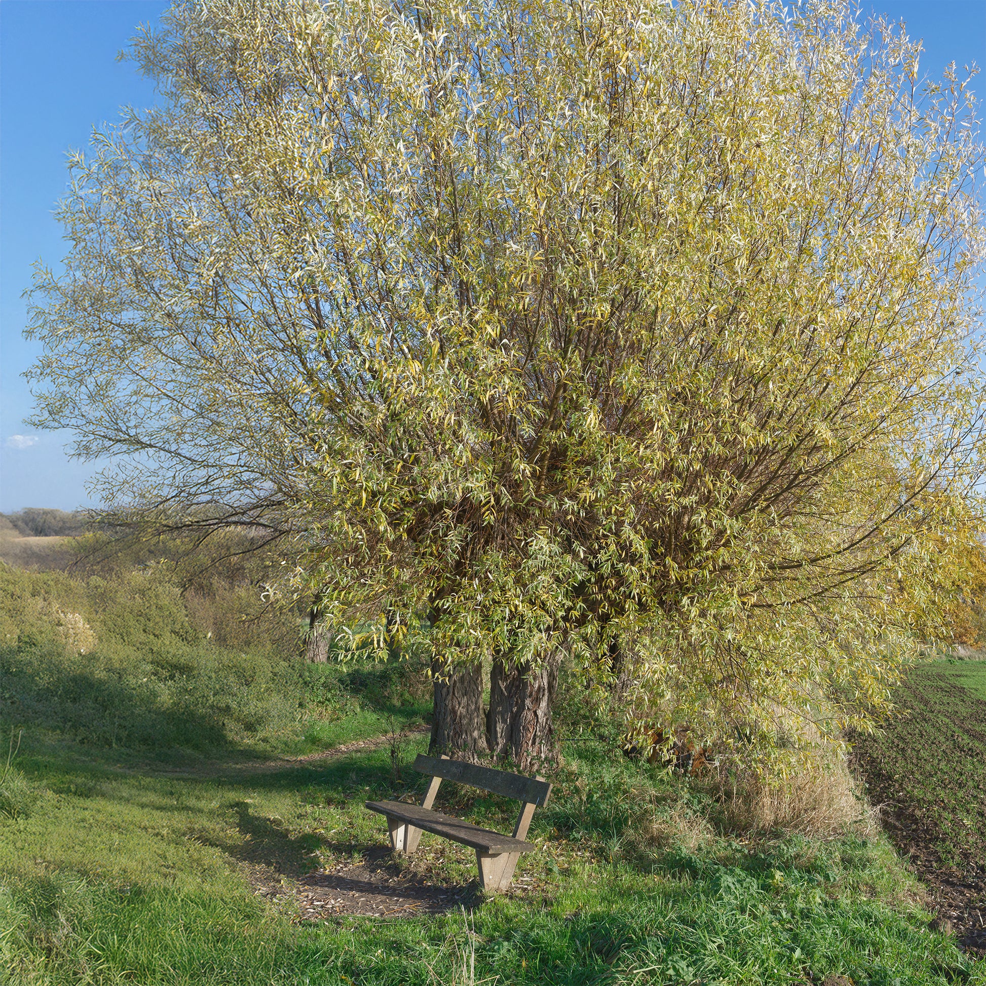 Salix alba - Saule blanc - Saule