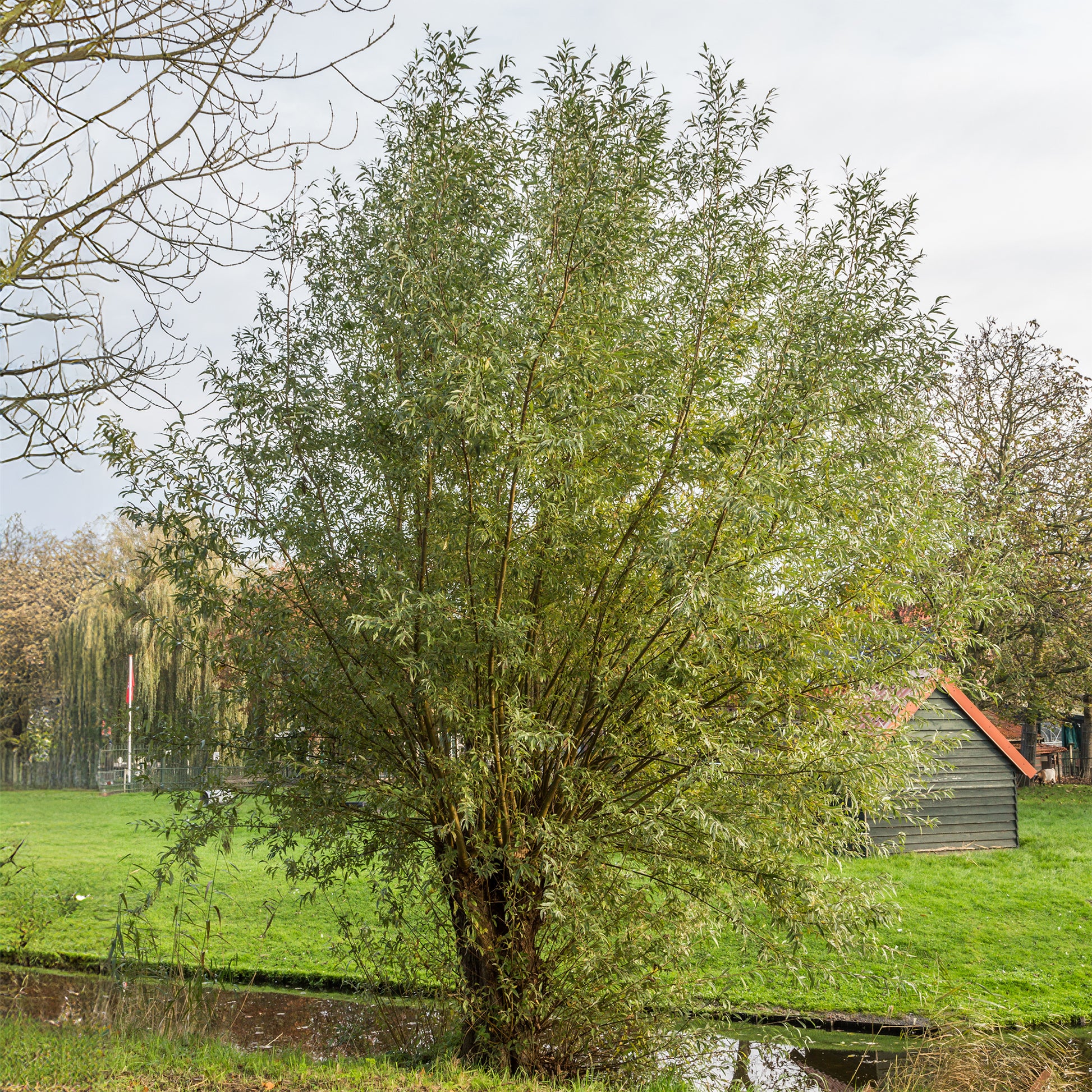 Saule blanc - Salix alba - Bakker