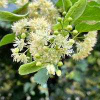 Tilleul à petites feuilles - Tilia cordata - Bakker