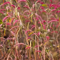 Panic érigé Rehbraun - Panicum virgatum Rehbraun - Bakker