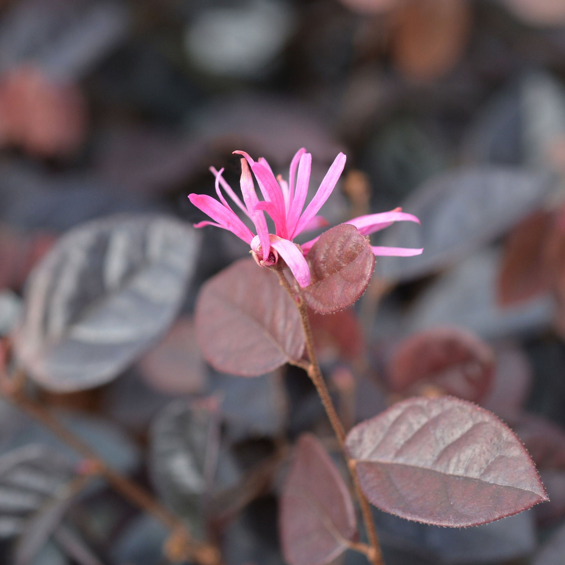 Loropétale de Chine Fire Dance - Loropetalum chinense Fire Dance - Bakker