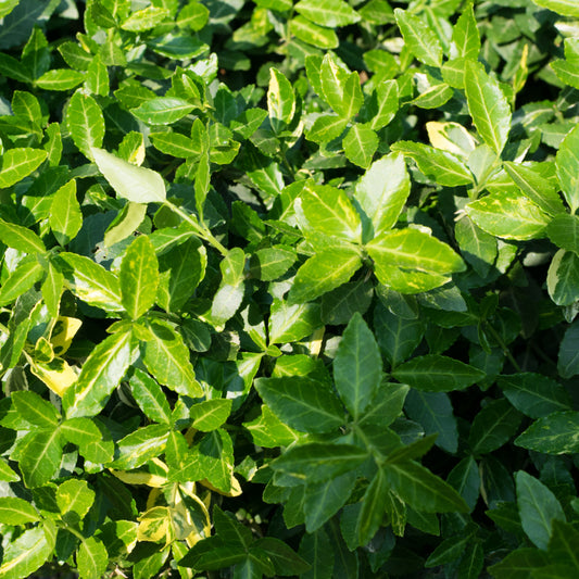 Fusain persistant Dart's Blanket - Euonymus fortunei dart's blanket - Arbustes