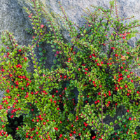 Cotoneaster rampant - Plantes couvre-sol - Bakker