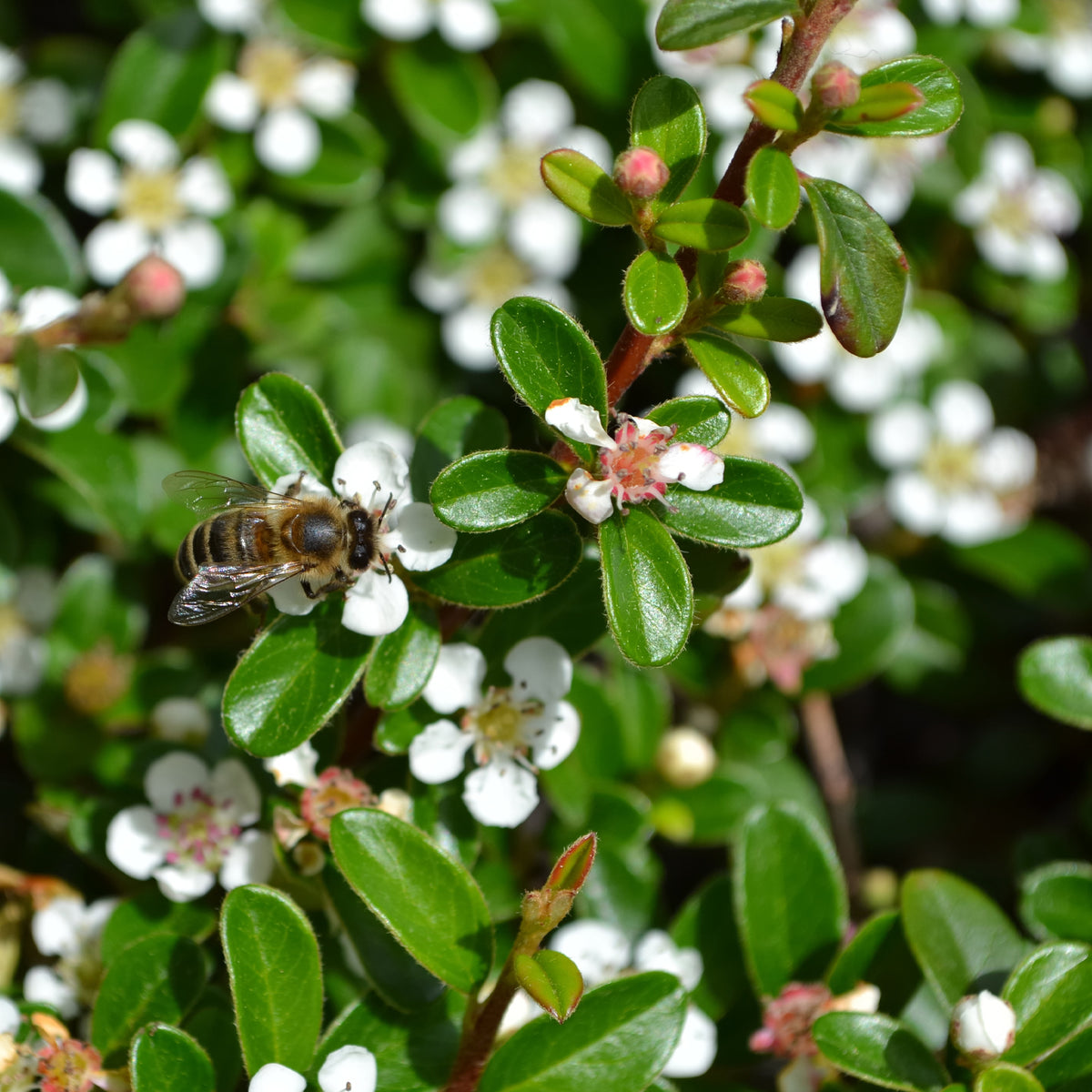 Vente Cotoneaster rampant