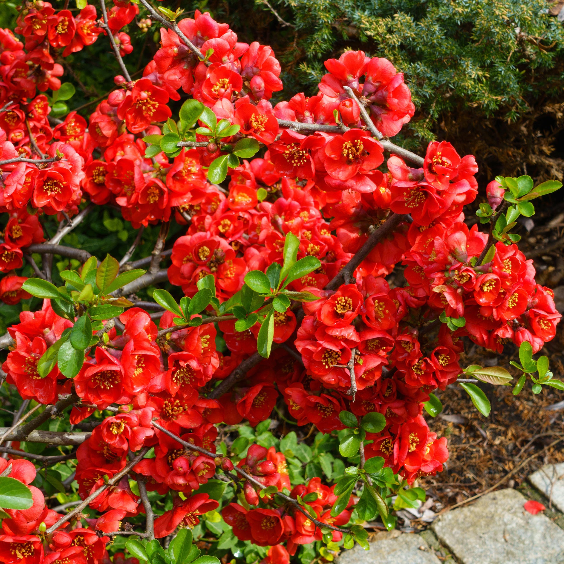 Chaenomeles superba Crimson and Gold - Cognassier du Japon Crimson And Gold - Arbustes fleuris