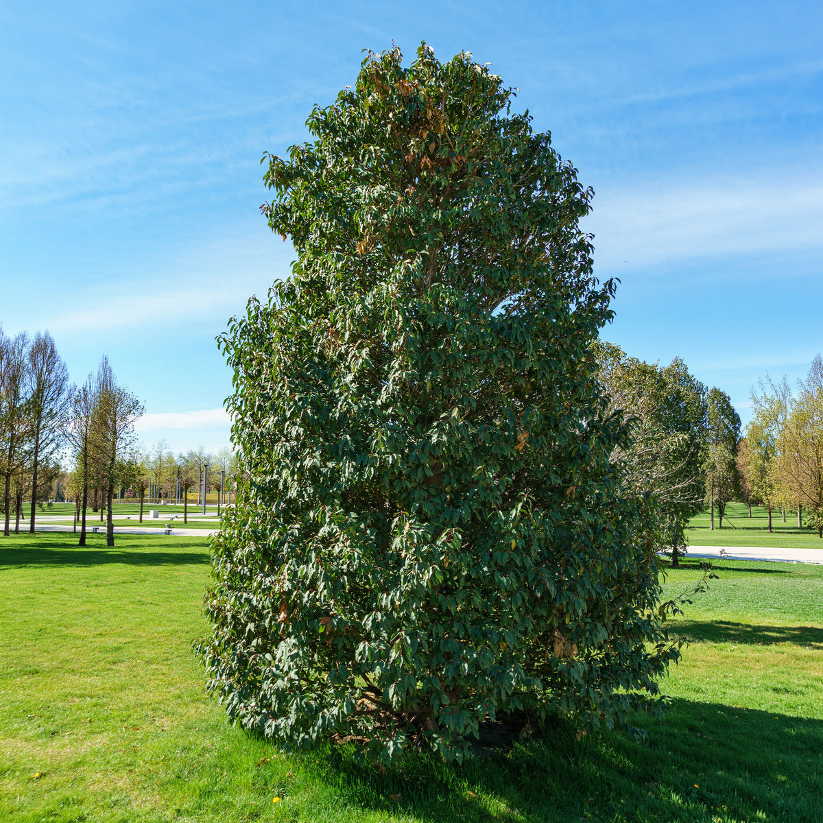 Vente Laurier du Portugal - Prunus lusitanica