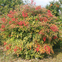Nandina domestica Gulf Stream - Bambou sacré orange cuivre - Plantes à feuillage persistant