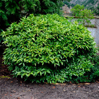 Aucuba du Japon Variegata - Bakker