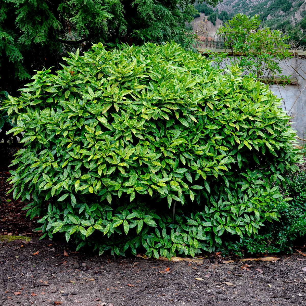 Aucuba du Japon Variegata - Bakker