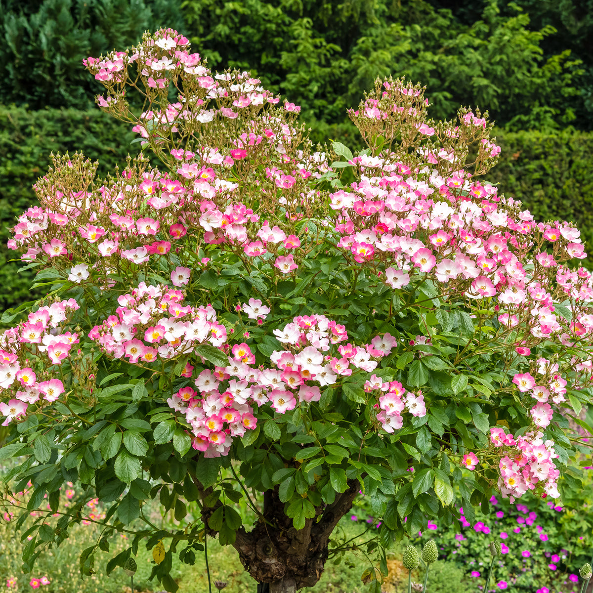 Rosier Ballerina - Rosa ballerina - Bakker