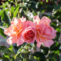 Rosa Aprikola ® - Rosier Aprikola® - Rosiers parfumés