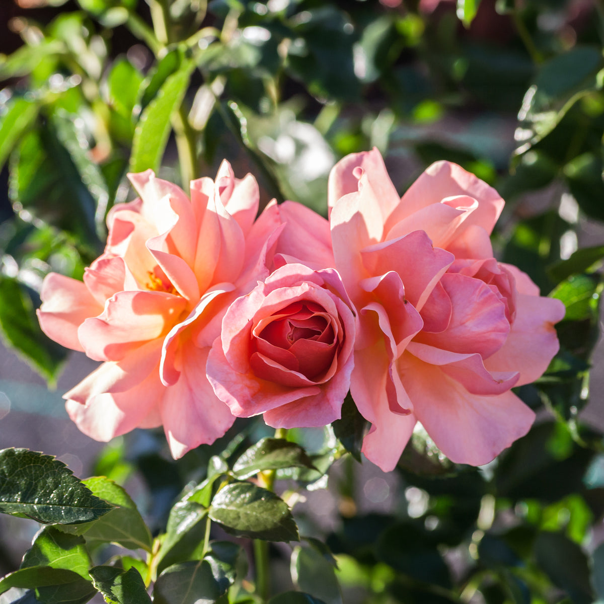 Rosa Aprikola ® - Rosier Aprikola® - Rosiers parfumés