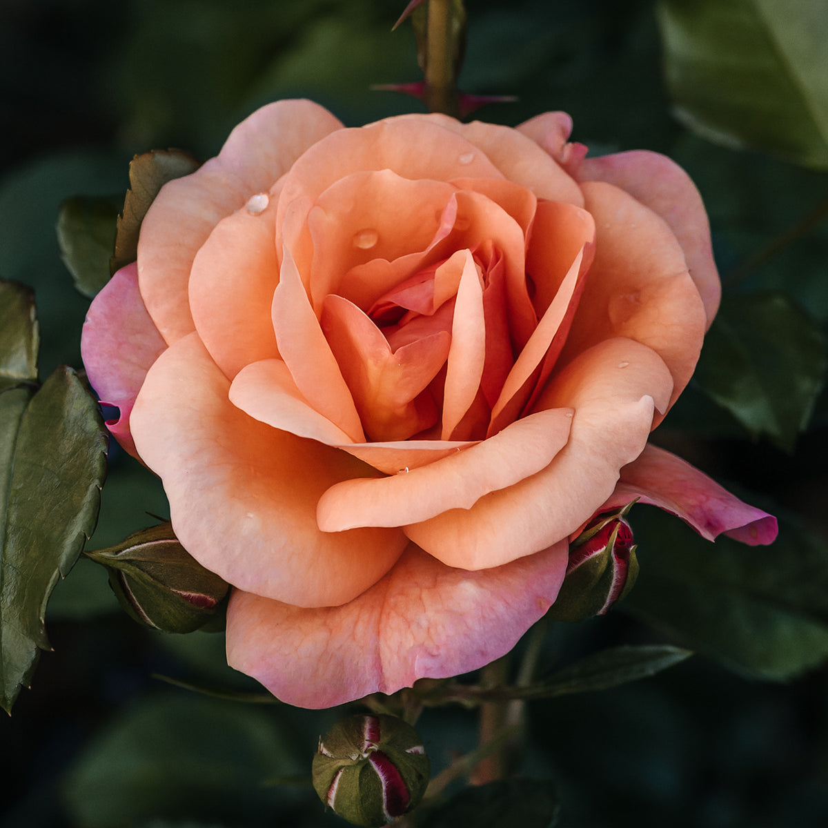 Rosier Aprikola® - Rosa Aprikola ® - Bakker