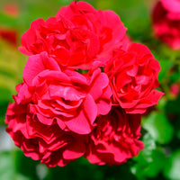 Rosiers parfumés - Rosier Toscana® - Rosa Toscana ®