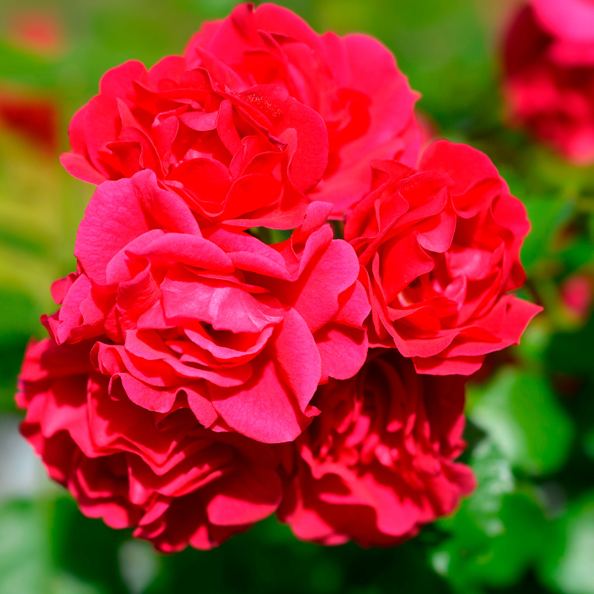 Rosiers parfumés - Rosier Toscana® - Rosa Toscana ®