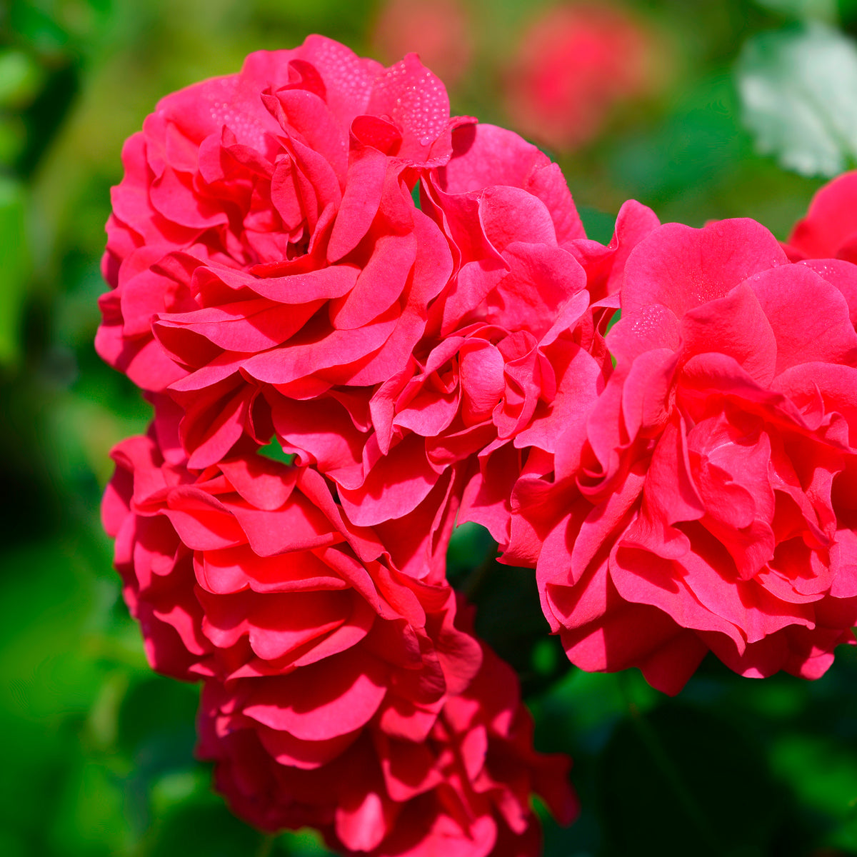 Rosier Toscana® - Bakker