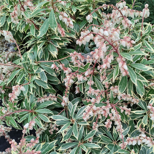 Andromède Flaming Silver - Bakker