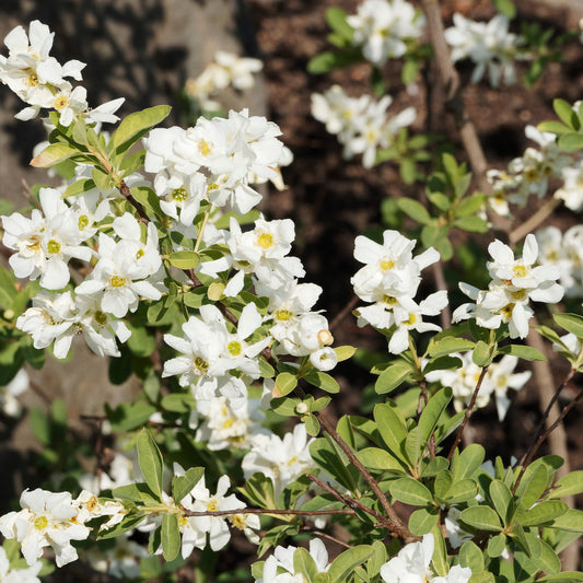 Exochorda macrantha The Bride - Bakker