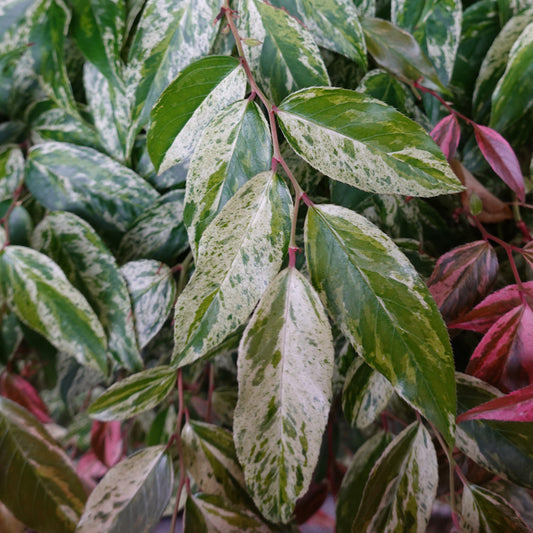 Leucothoe walteri Rainbow - Bakker