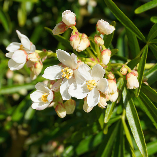 Oranger du Mexique Aztec Pearl - Bakker