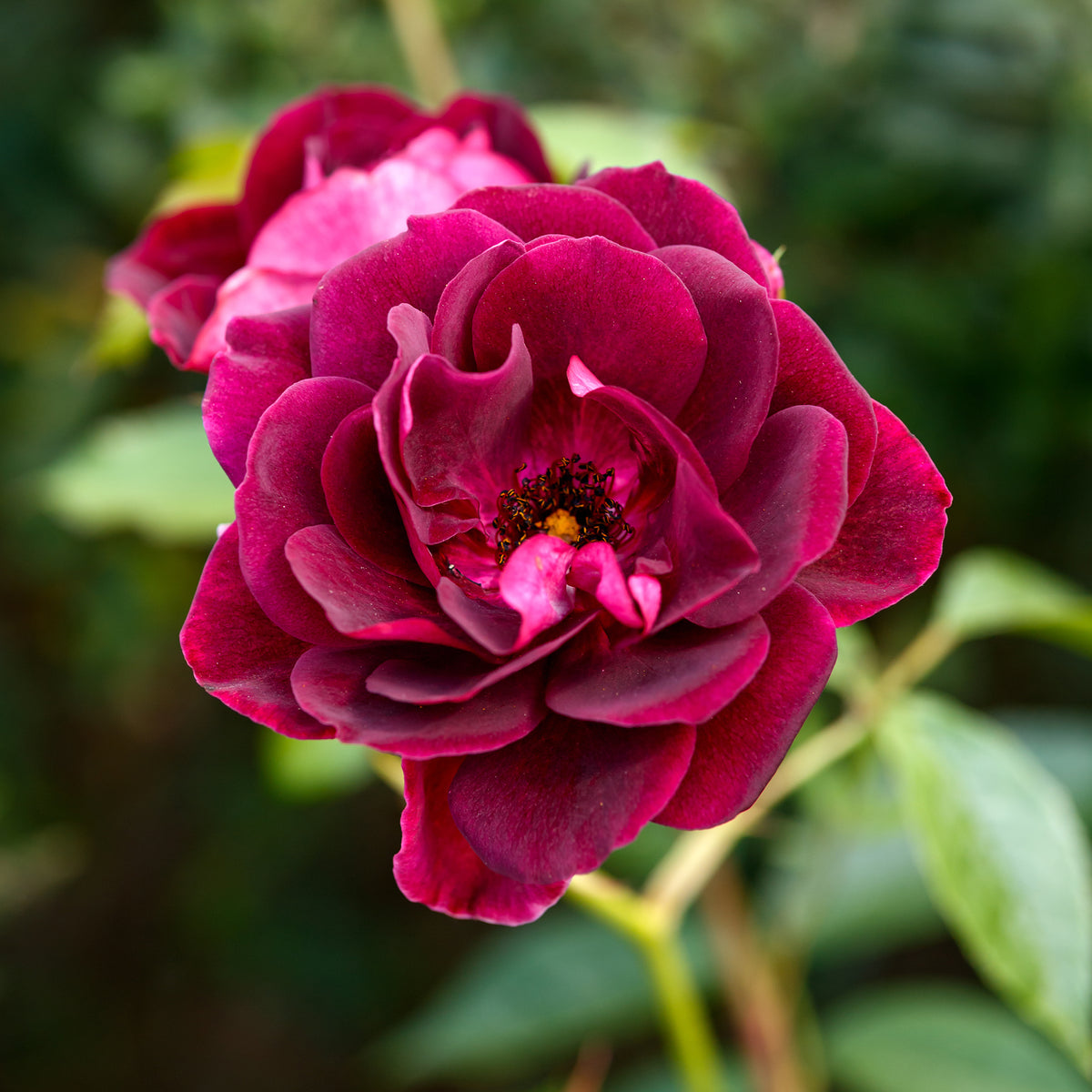 Rosa burgundy ice ® - Rosier Burgundy Ice ® - Rosiers
