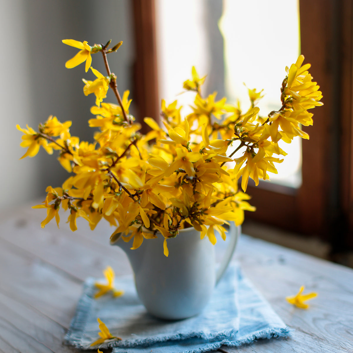 Arbustes fleuris - Forsythia Marée d'Or ® - Forsythia Marée d'Or ®