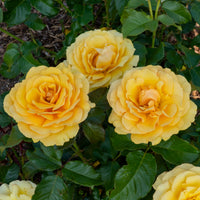 Rosier Amber Queen ® - Bakker
