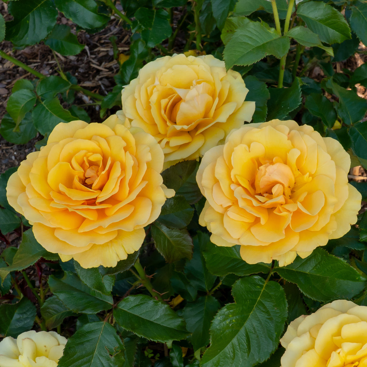 Rosier Amber Queen ® - Bakker