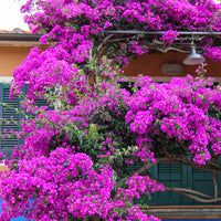 Vente Bougainvillier Violet - Bougainvillea purple