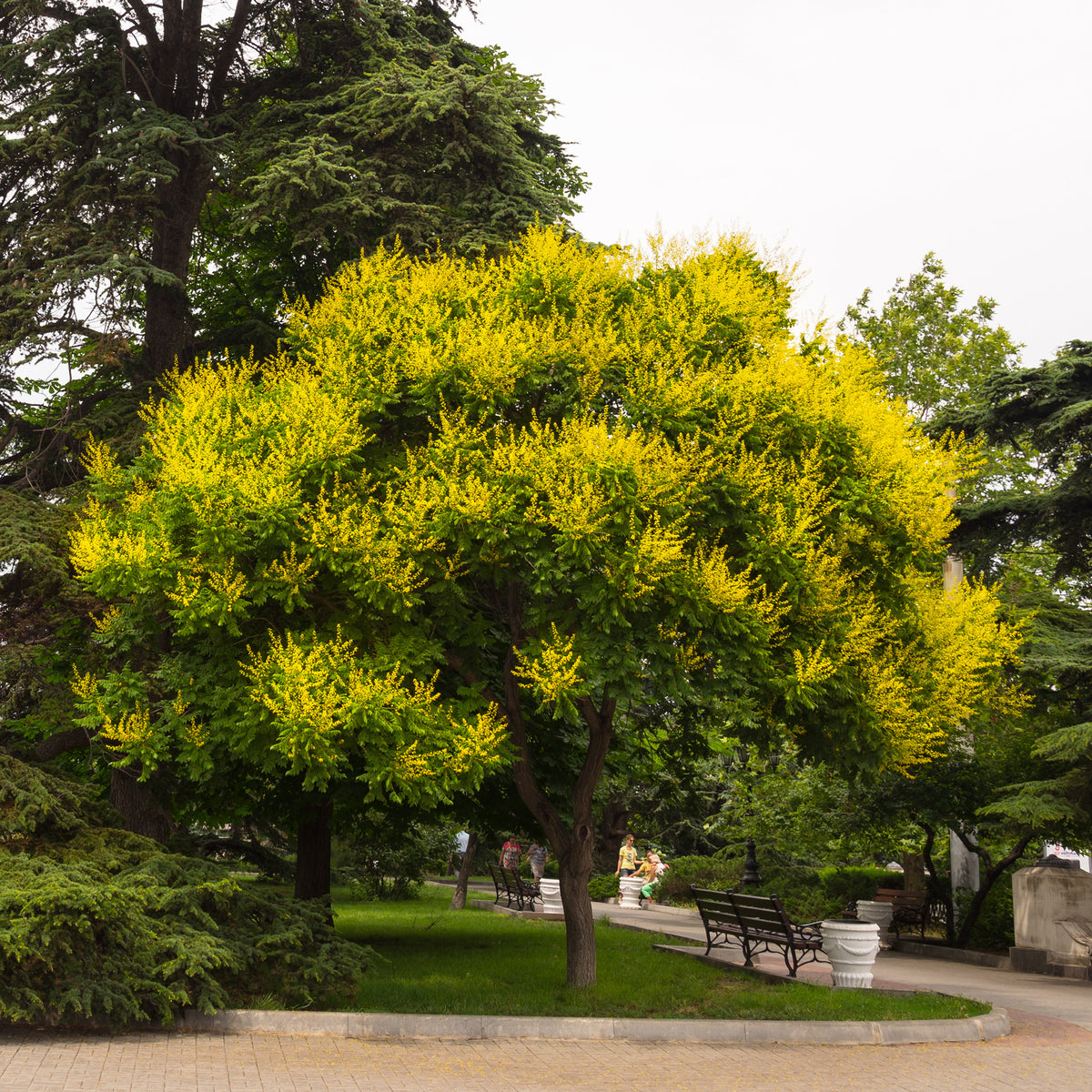Savonnier - Arbres - Bakker