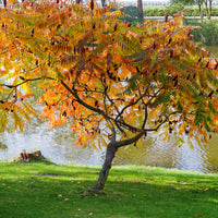 Vente Sumac de Virginie - Rhus typhina