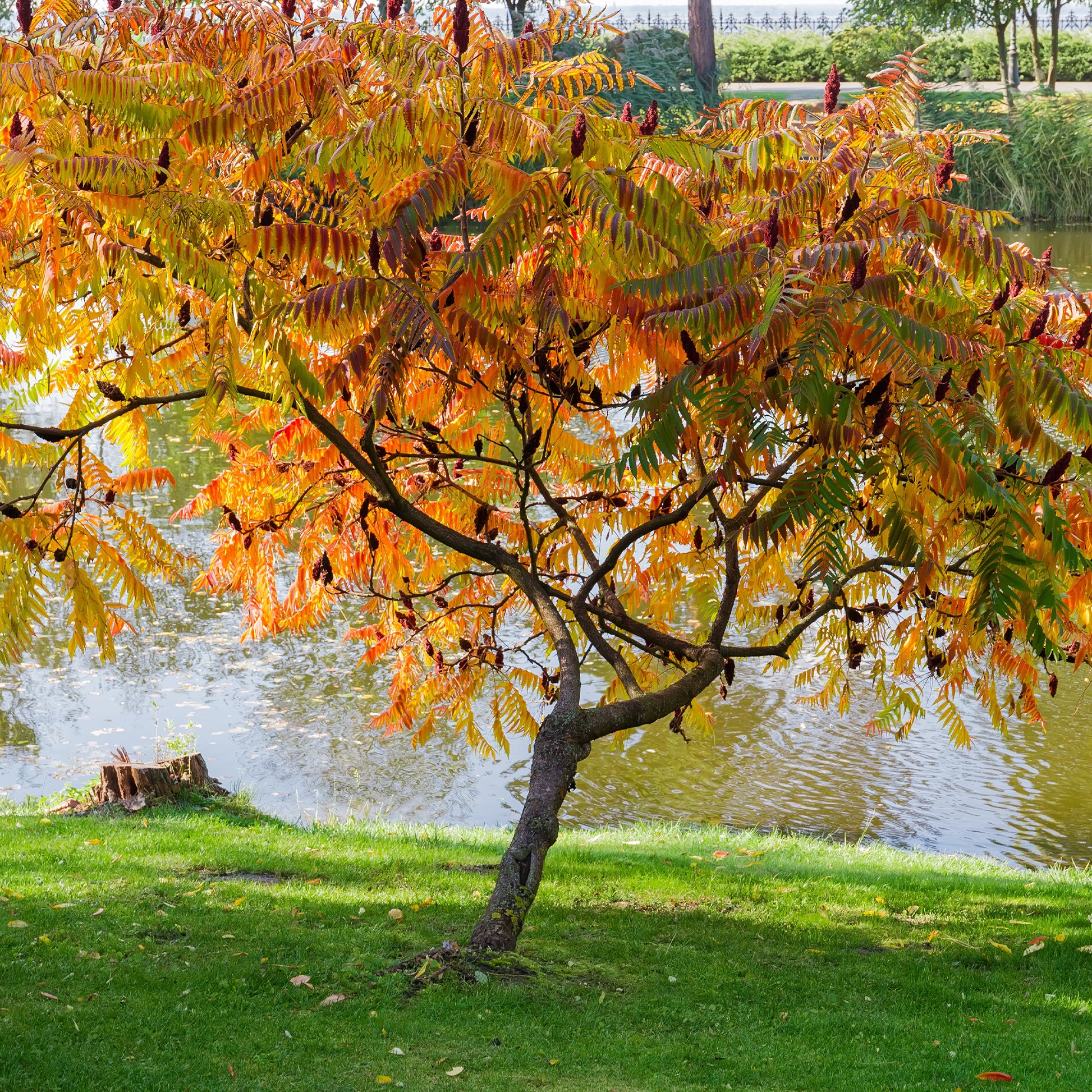 Vente Sumac de Virginie - Rhus typhina