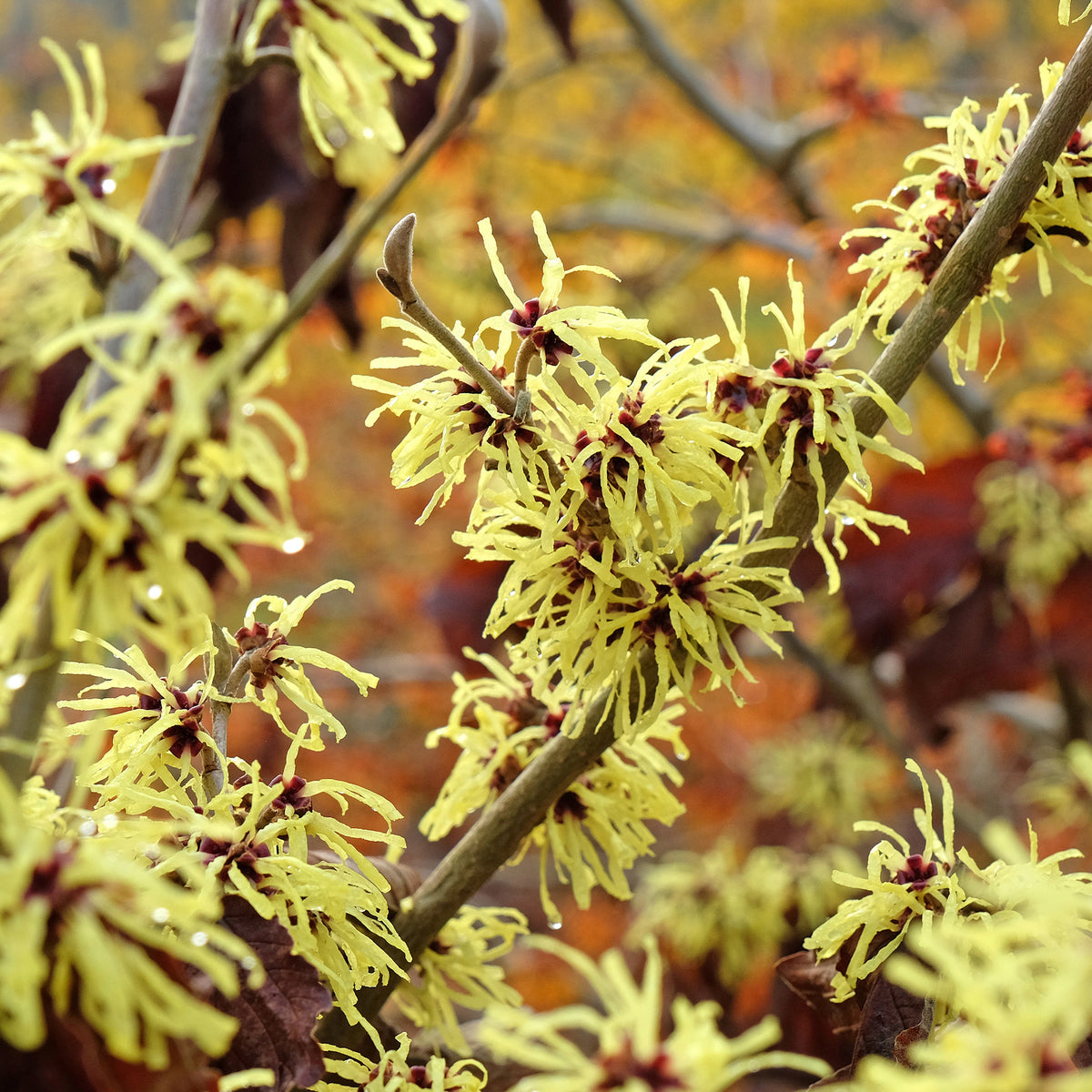 Hamamelis intermedia 'sunburst' - Hamamélis intermedia Sunburst - Plantes de terrasses et balcons