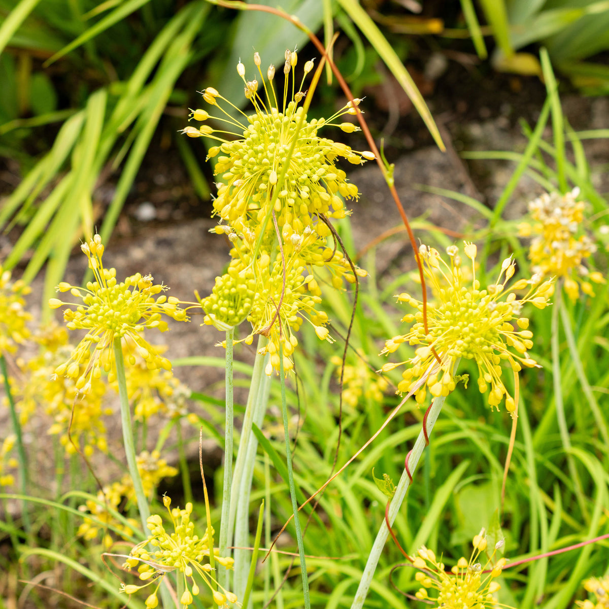 Plantes vivaces - Ail jaune - Allium flavum