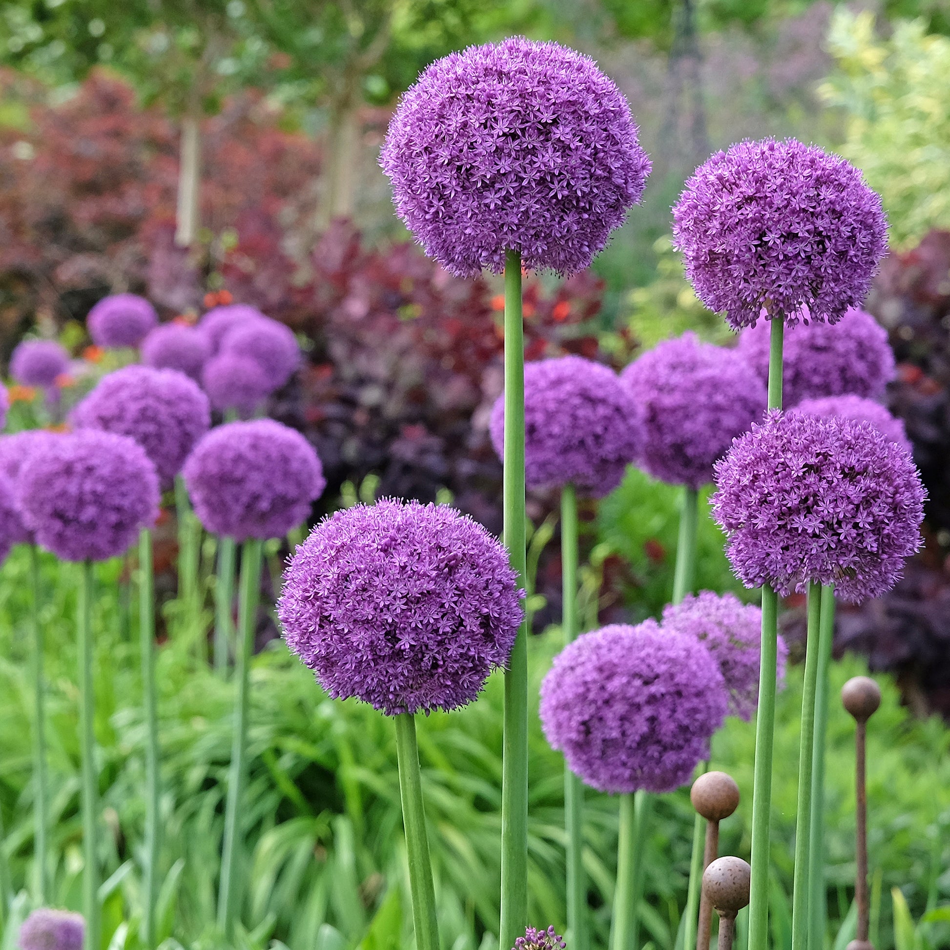Ail géant de l'Himalaya - Allium giganteum - Bakker