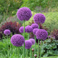 Plantes vivaces - Ail géant de l'Himalaya - Allium giganteum