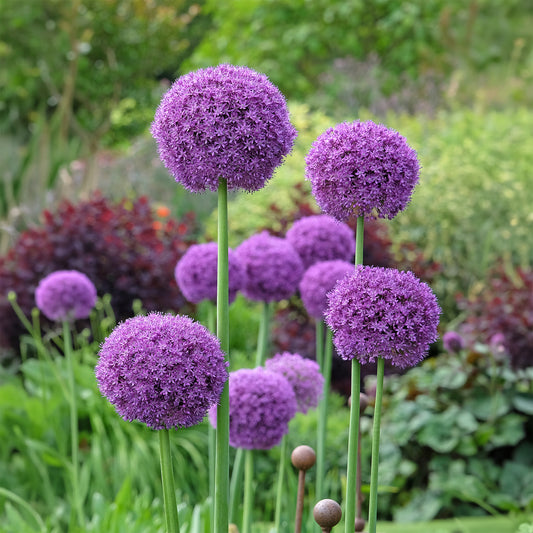 Plantes vivaces - Ail géant de l'Himalaya - Allium giganteum