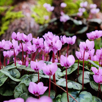 Cyclamen coum Rose - Cyclamen coum - Bakker